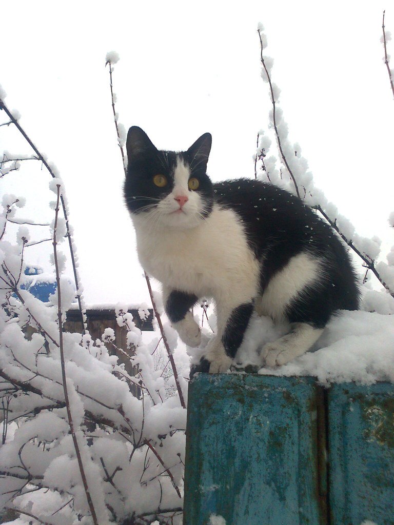 Ольга Сабашкова | Брянка