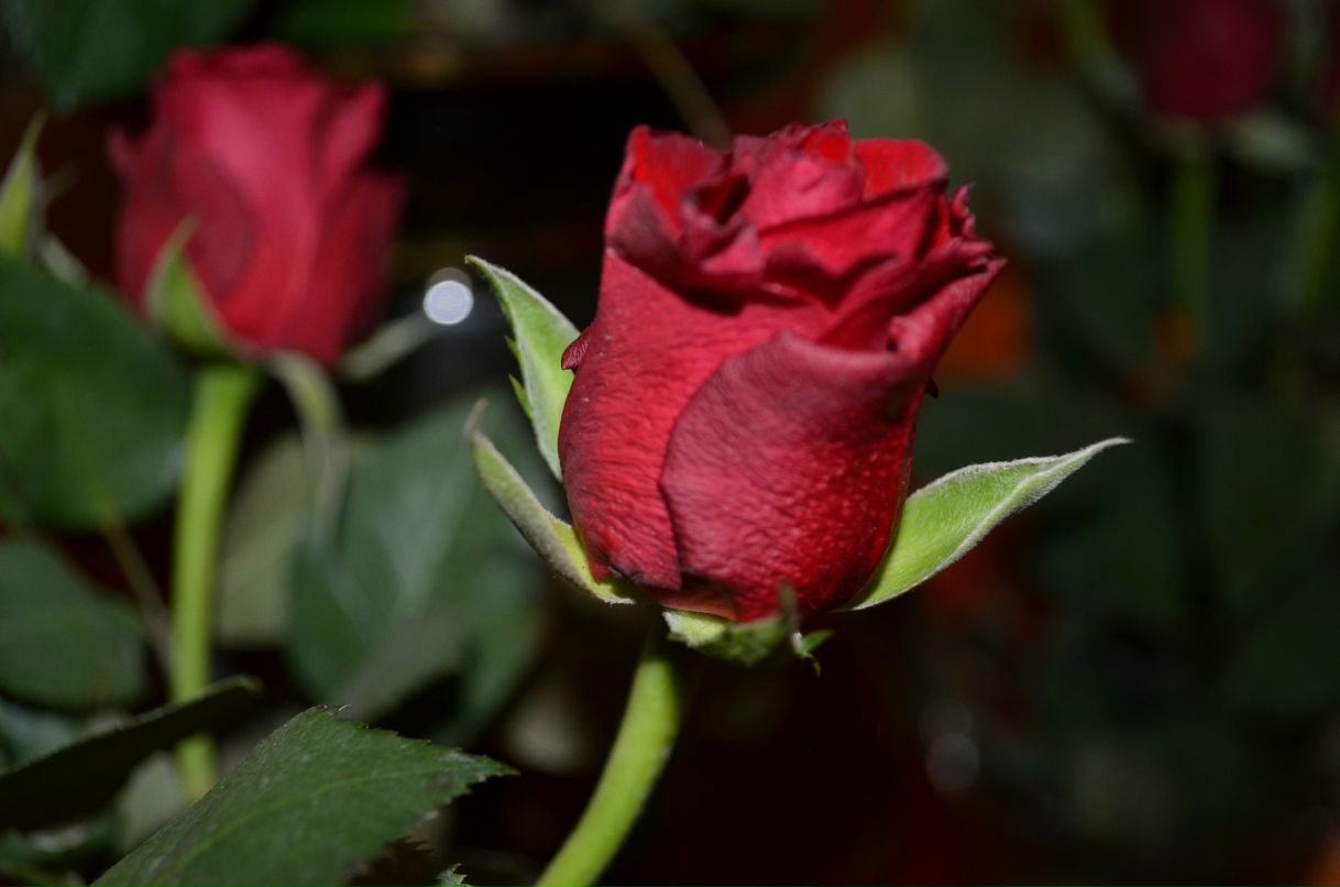 Катерина Павловская | Харьков