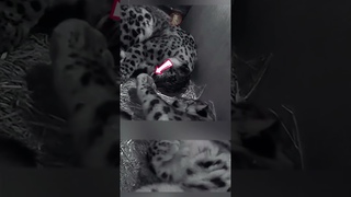 Le couple de lopards le plus mignon au monde !