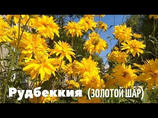 Рудбекия ( золотой шар). Очень красивое и высокое растение!