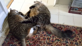 Fat cat fight