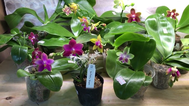 Завоз орхидей. Shining Orchids, Yih Cheng Orchids, POM