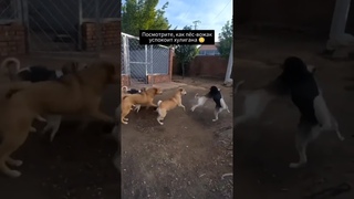 Кто он такой?🧐Прям король собак😄