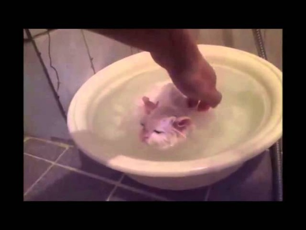 Cat Doesnt Want To Leave Warm