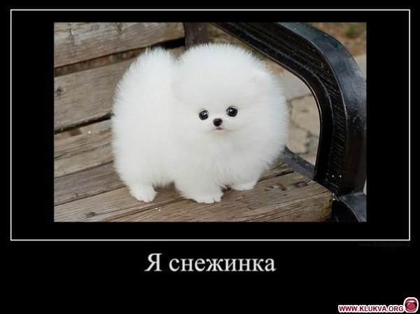 Вячеслав Бородин | Краснодар