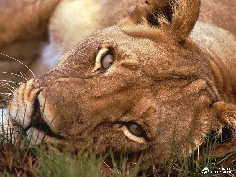 Евгения Мещерякова | Москва