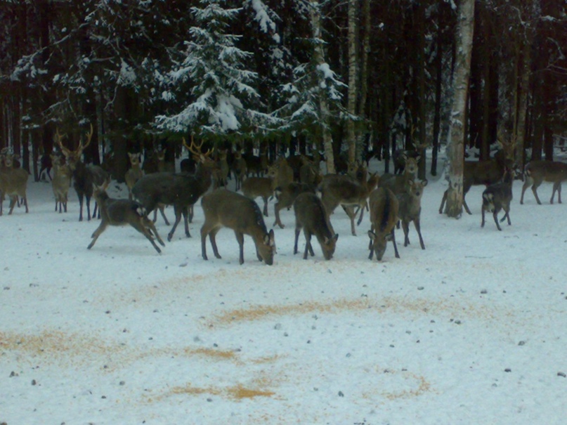 Алексей Лисин | Саратов