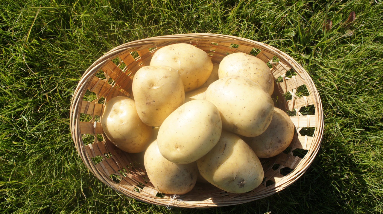Картофель белый лебедь описание сорта фото Картофель белый лебедь описание сорта фото