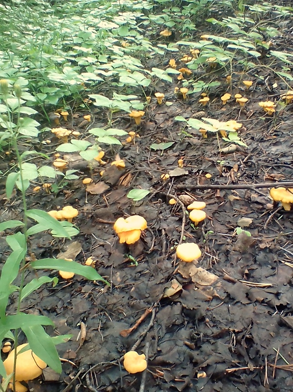 Владимир Мышкин | Гайны