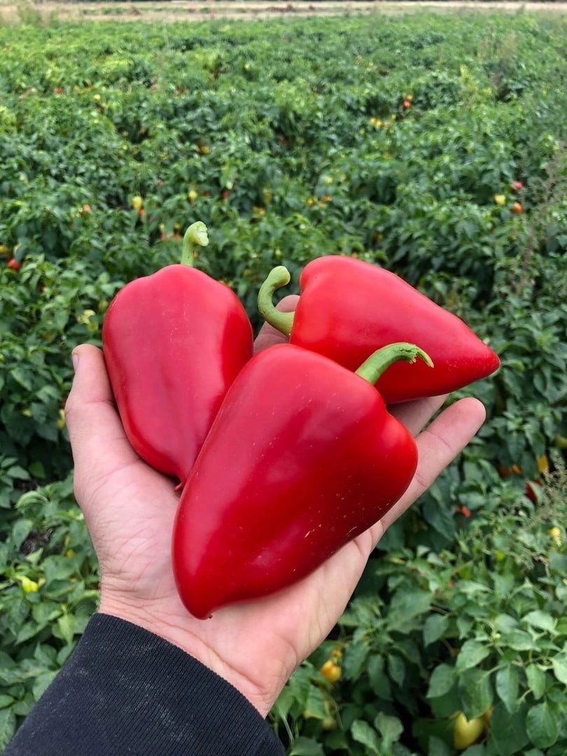 Перец сладкий Кромо Красный (Kromo Red), Италия, 5 семян Дачная Коллекция