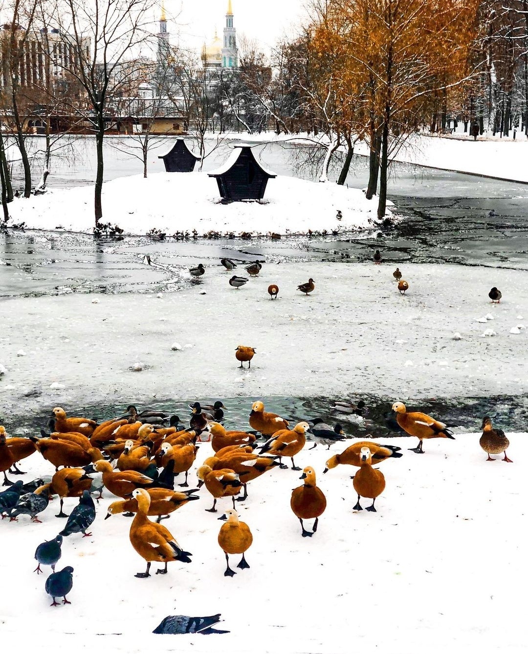 Утки зимой в москве Утки зимой в москве