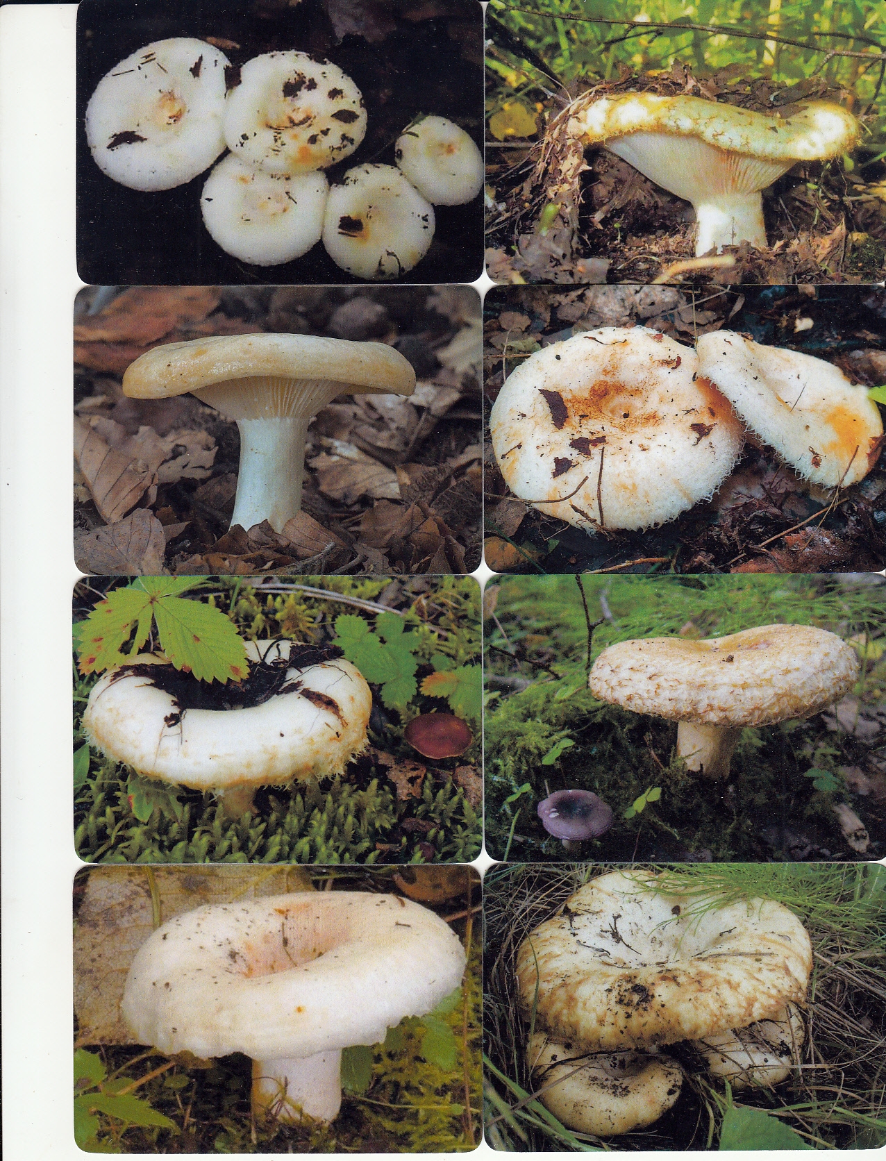 карманный календарь грибы