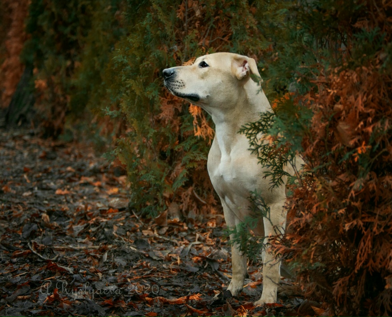 Артур Обухов | Липецк