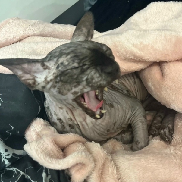 барон тимофеевич