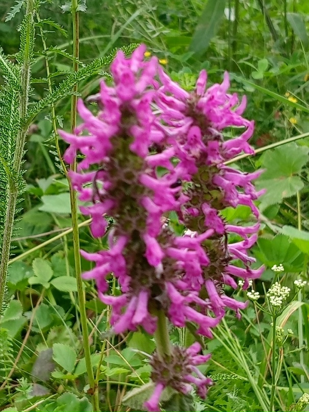 Елена Макова | Магнитогорск