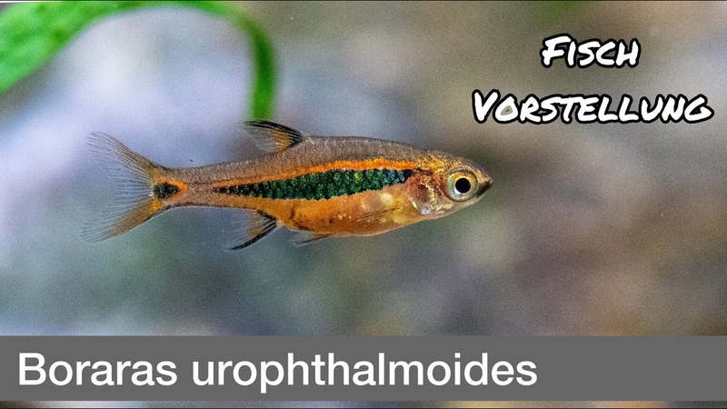 Boraras Uropthalmoides Längsband Zwergbärbling, Liquid Nature Fisch
