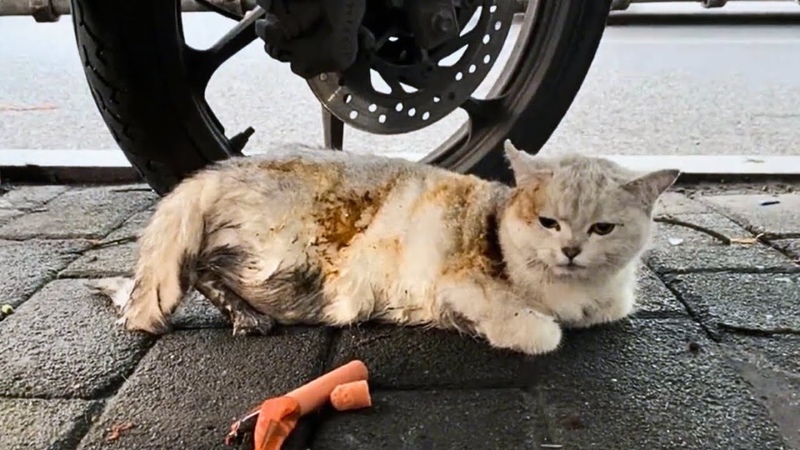After abuse, he had pleading eyes, charred fur, and broken hind legs, leaving him unable to