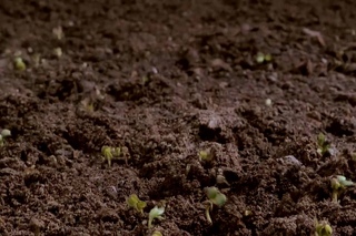 Dirt! The Movie Trailer