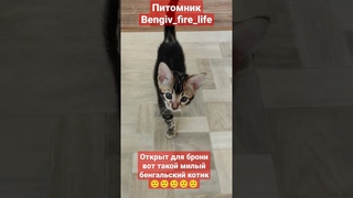 Бенгальский котенок