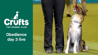 Crufts Obedience Live | Dog Obedience Championship | Crufts 2022