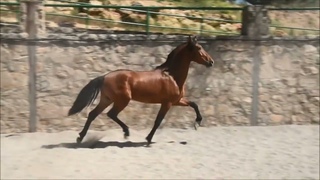 WAPI SIF  20230412