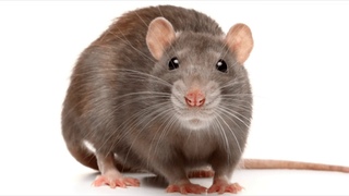 Rattus Rattus  The Black Roof Rat
