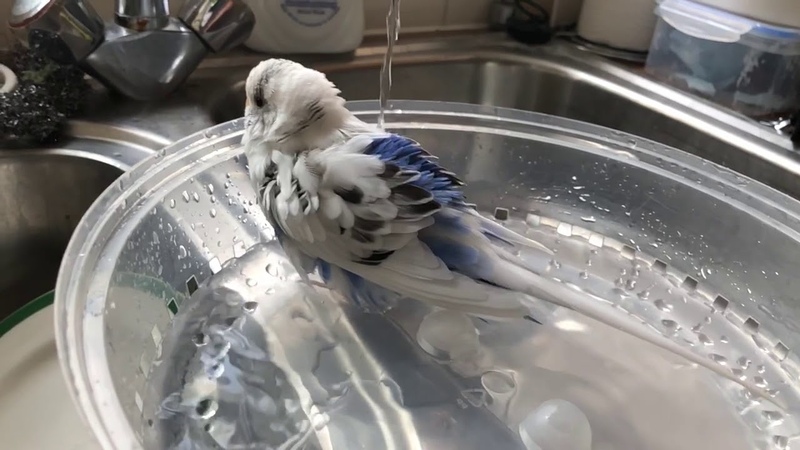 Budgie having a bath in slow