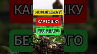 НЕ ВЫКАПЫВАЙТЕ КАРТОШКУ пока не узнаете этот метод #огород #дача #картошка