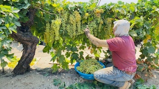 How US Farmers Harvested 5.9 Million Tons Of Grapes - US Farming