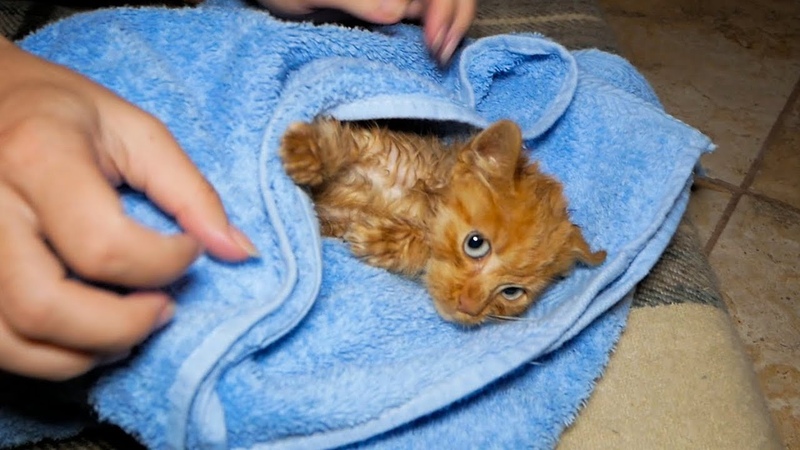 Kitten Relax After