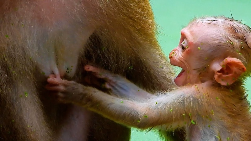 Great Job Very Needs Milk I So Cute And Lovely Baby