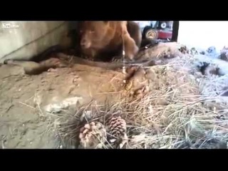 Как напугать медведя до усерачки