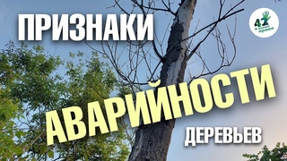 Как узнать, что дерево аварийное