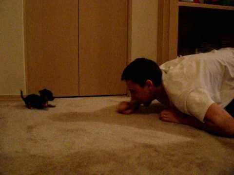 Cookie my cute Chihuahua puppy 2 months