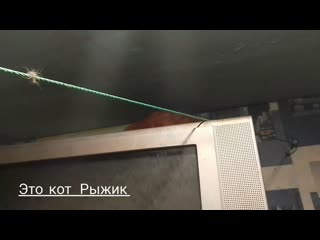 Пушистые зарисовки