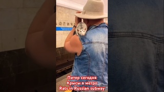 Питер сегодня| Крысы 🐀 в метро 🚇| Приколы| Rats in Russian subway| Funny| Cute| Pet